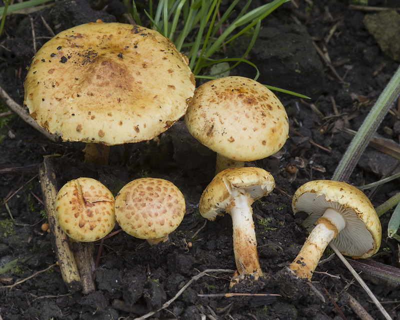 Pholiota lucifera